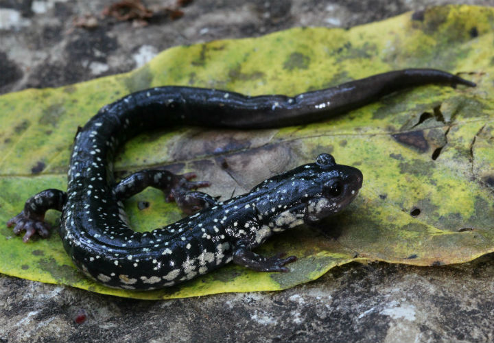 Slimy Salamander
